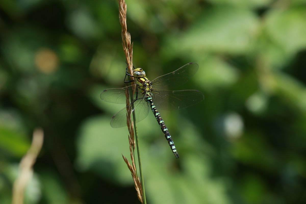 Dragonfly