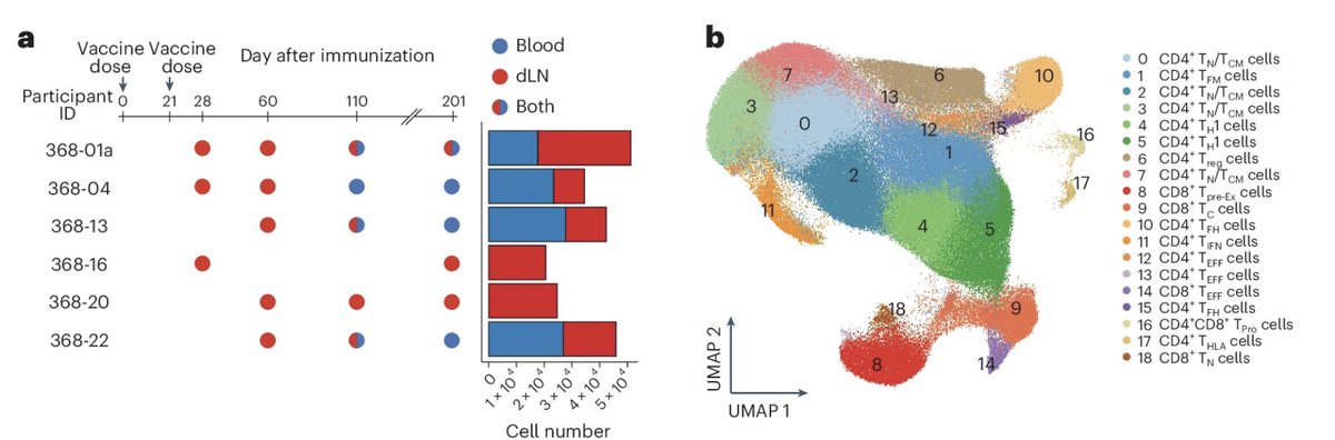 Finally out: Characterizing T cell specific responses to vaccine and infection in HLA-DPB1*04-restricted patients across 4 time points. Thank you Philip Mudd and Ali Ellebedy for inviting me into this amazing data set.

Paper: nature.com/articles/s4159…
