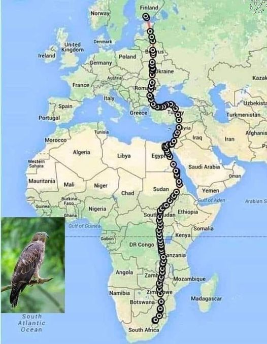 oromowillbefree's tweet photo. Simbirri "European Honey Buzzard Bird" jedhamtu Finland kaate gara South Africa yeroo deemtu Loltoota #Faannoo sodaachuun #Ethiopia irraa gortee #Sudaan keessa baate JEDHAN. https://t.co/Aigjz7vGIj