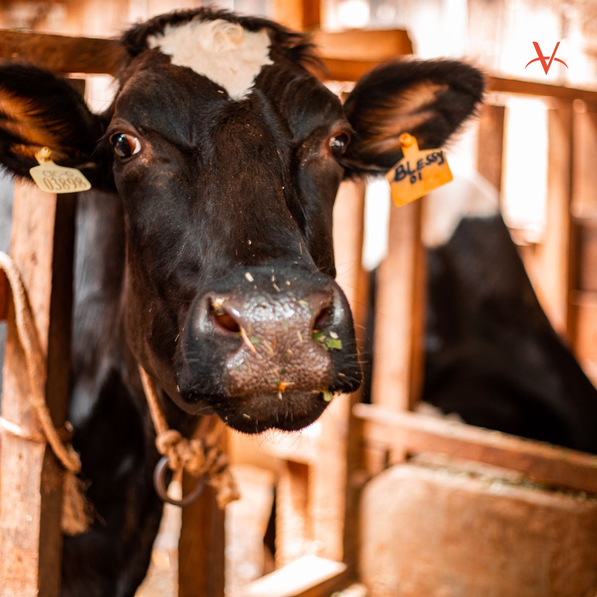 VWB_VSF's tweet photo. #OnTargetTuesday π― In May & June, 452 small-scale dairy farmers in Kenya received essential training through our VETS program! This included community training & individual farm visits, focusing on disease prevention, calf management & cow comfort π https://t.co/Ph8Mn7typw https://t.co/sSDTTSu2VX