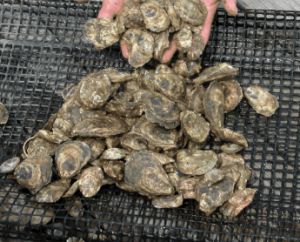 CapeCodcom's tweet image. The town of #Yarmouth says Lewis Bay has been reopened for #shellfishing capecod.com/newscenter/lew…