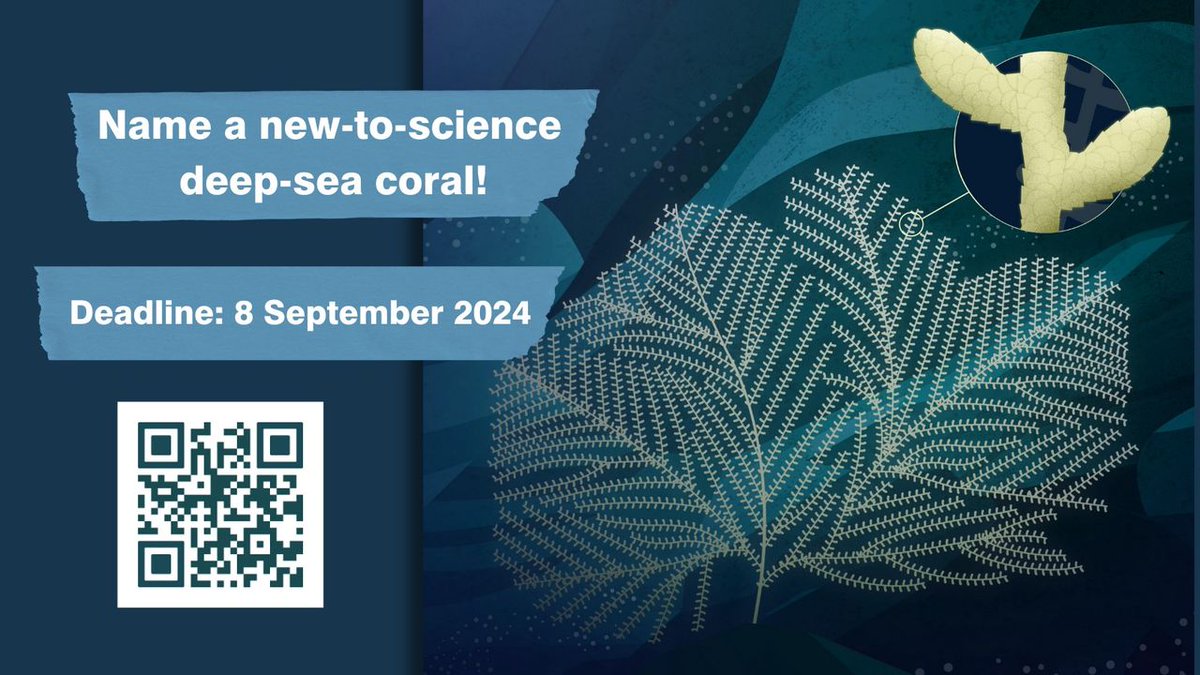 DeepSeaConserve's tweet photo. ⏰ REMINDER! This #DeepSea coral needs a name!

There is still time to suggest a suitable name for this new-to-science, yellow and plate-like coral.

🗓️ Submit your name by 8 September 2024.

Don't miss this opportunity ➡️ https://t.co/s5WeC9m2wo
@Dr_MTaylor https://t.co/BPUA3s6zCp