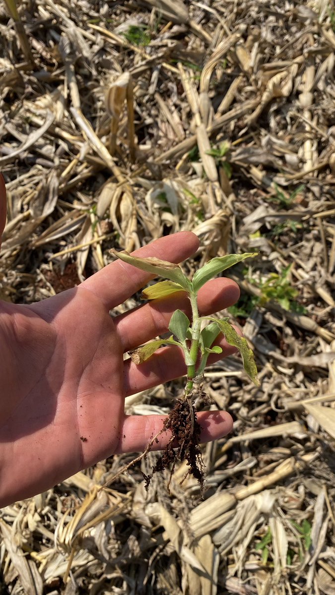 FarmSoy's tweet photo. Levantamento de plantas daninhas!!! Quais herbicidas vamos utilizar ? https://t.co/JG3MJ6qdUr