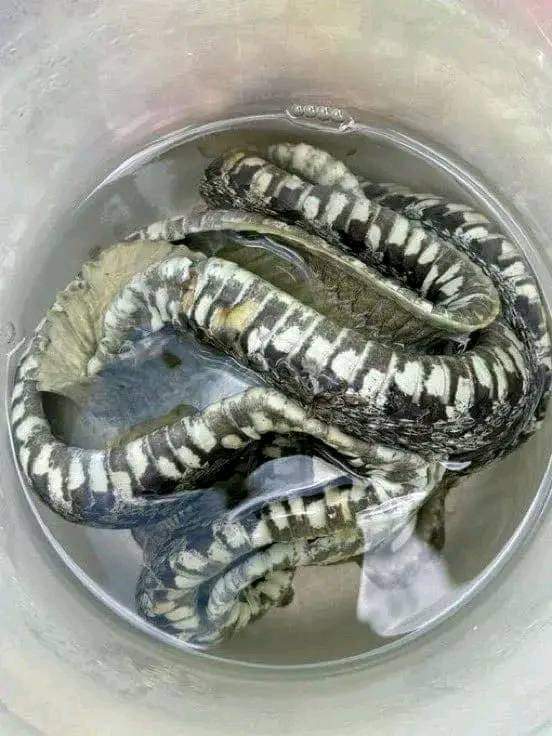 NuevoTiempoCue's tweet photo. 🔴#ATENCIÓN 😱
Una planta de #lácteos en #Quimiag, #Chimborazo, fue #clausurada por la #ARCSA por graves problemas sanitarios, como equipos oxidados, mal almacenamiento de materia prima y encontraron una #serpiente junto al producto terminado. https://t.co/TnmxF0DmHT