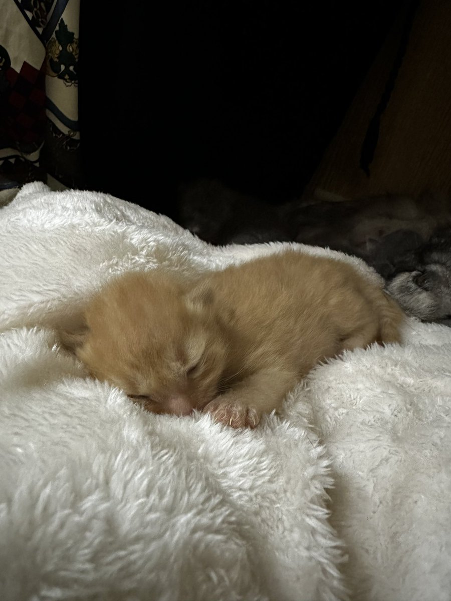 krosedaniel's tweet photo. Potato baby https://t.co/Hm9RZq4GgO