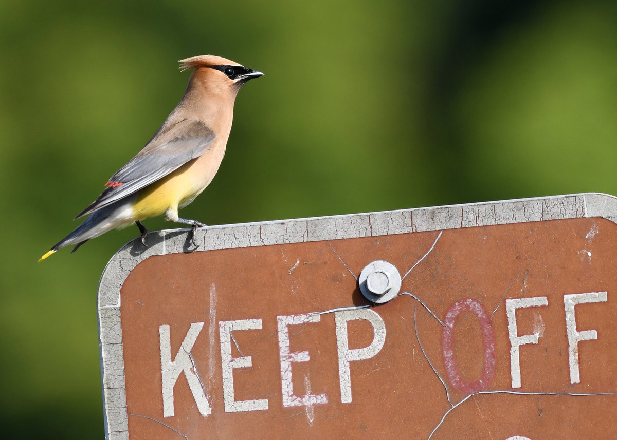 The cedar waxwing: a rebel without a cause.

Watch for these beautiful birds in fields and woodlands, especially along streams. If you have fruit-bearing trees, you may see them stop by your yard!

📷 Grayson Smith/USFWS