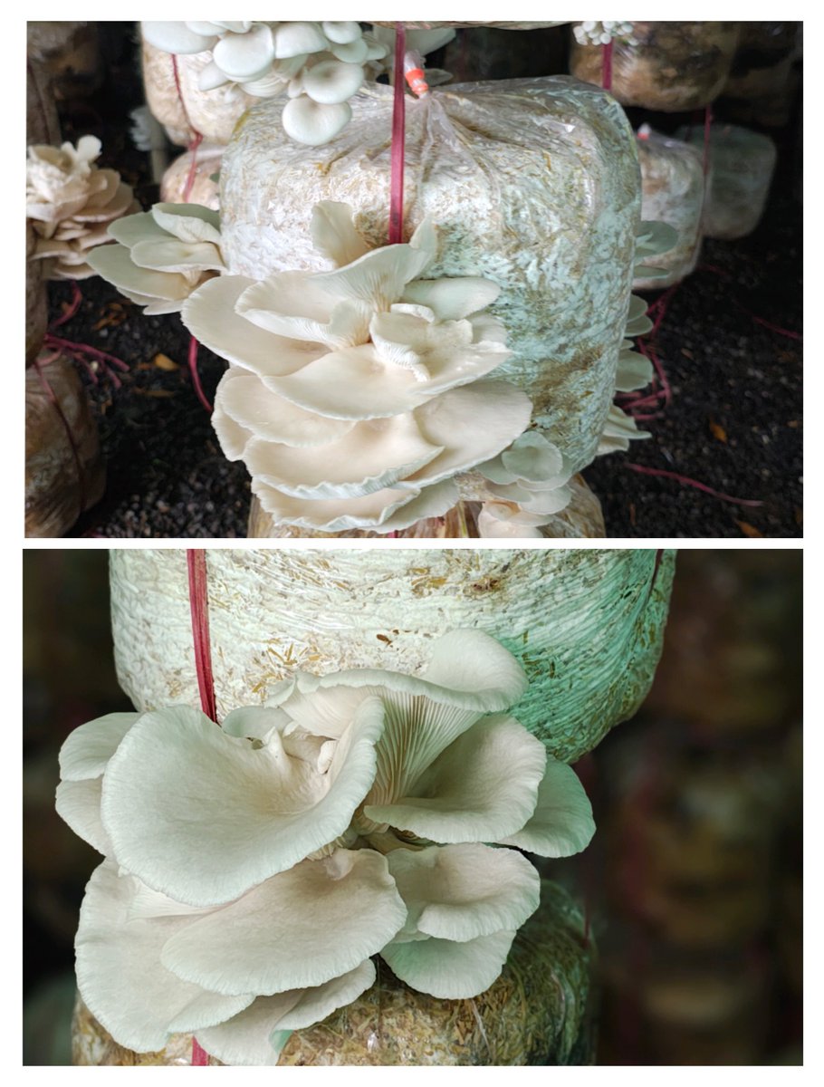 મશરૂમ ખેતી કરતા લોધીકા તાલુકાના લોધિકા ગામના ખેડૂત ખાતેદાર એવા ભાવેશભાઈ વાગડિયાની ગ્રામ સેવક દ્વારા સ્થળ મુલાકાત કરવામાં આવી. <a href="/CollectorRjt/">Collector Rajkot</a> <a href="/DDORAJKOT1/">District Panchayat Rajkot</a> <a href="/DaoRajkot/">DAO Rajkot</a> <a href="/Gramsevak1972/">Rajkotdisgsmandal</a> <a href="/Guj_Gramsevak/">Gujarat Rajy GramSevak Mahamandal ABD</a> <a href="/Dhaval_R_C/">Chandravadiya. Dhaval. R.</a> <a href="/RasikRa91002385/">Rasikbhai dhoradiya</a>