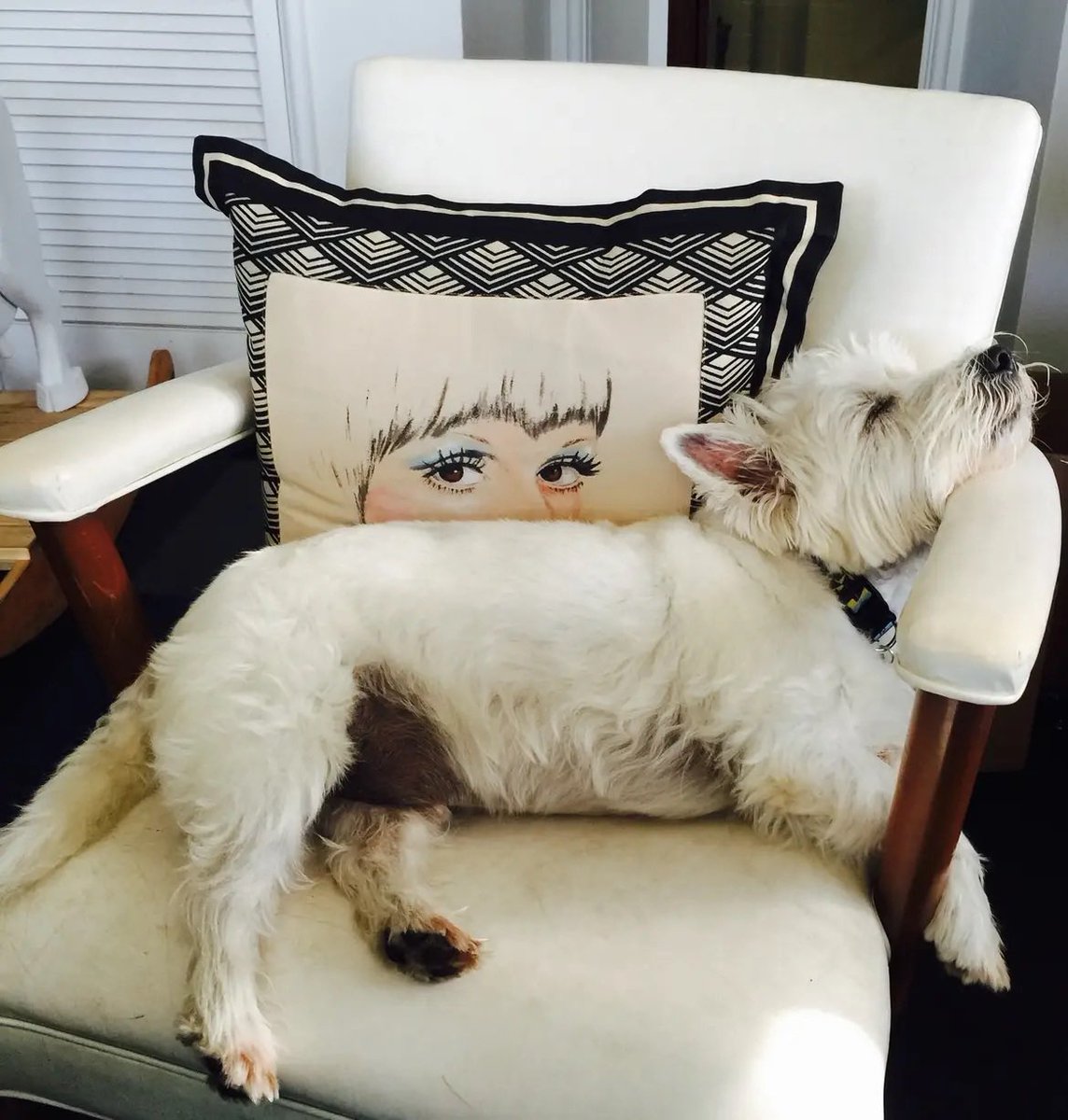 thematthewmcgee's tweet photo. @pnjaban Westie!! Just lost my 17 year old boy this summer. Best dog ever. https://t.co/eLwPMw8ORQ