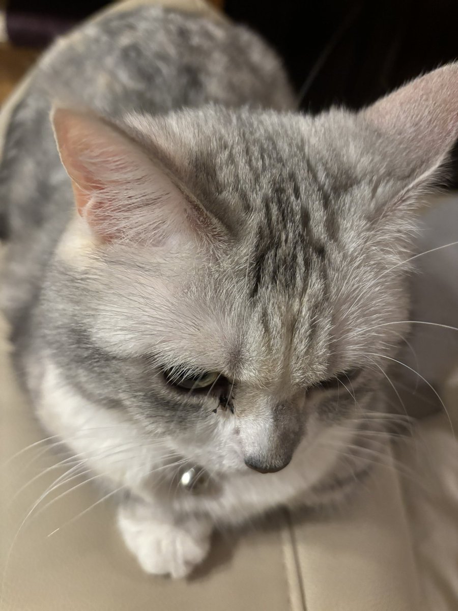 おもちゃん
なにか考え事かい？？

なにしててもかわゆい♥️
 #ロシアンブルー #ミヌエット
 #猫好きさんと繋がりたい #ニャンズ
 #大切な家族
 #癒し #いつもありがとう