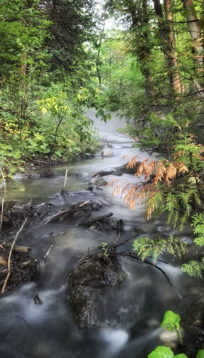 The woods are invading my thoughts 🌿