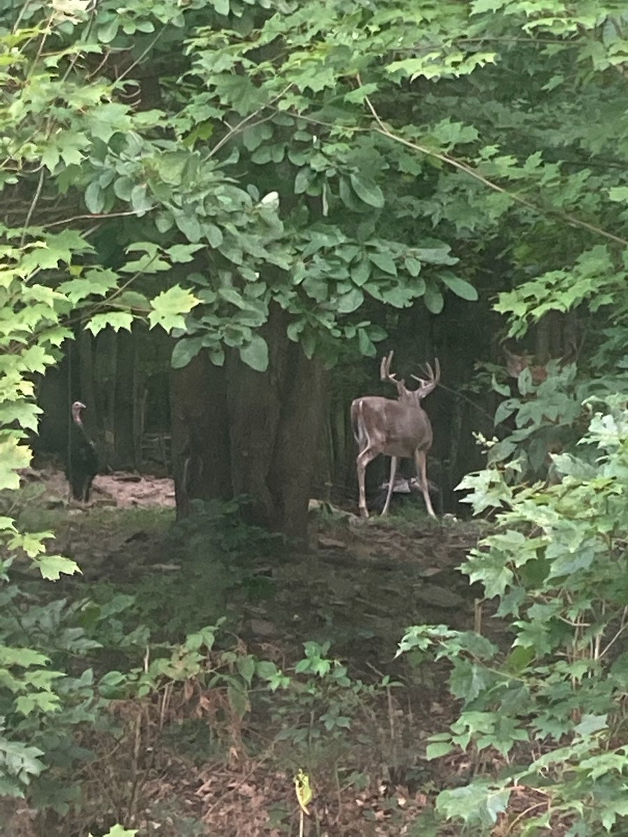 DanaDatko's tweet photo. Find the squirrel and the second buck and I will reward you with ...
Uh...a following! And give you a hand.🖐👏 https://t.co/0VST2DvI0g