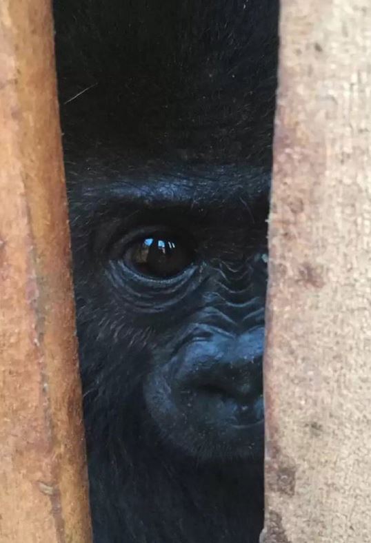 Tiny Gorilla tweet media