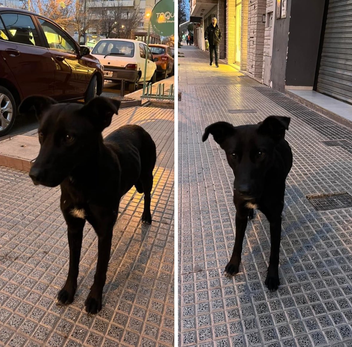 ropishh's tweet photo. Está perrita esta desde ayer dando vueltas en en centro de cipo, muy desorientada como buscando a alguien. La publicamos pero no aparecen sus dueños. ALGUIEN PODRÁ DARLE TRÁNSITO anoche durmió en la calle abajo de la lluvia 2996230164 https://t.co/4wXxVq5TKR