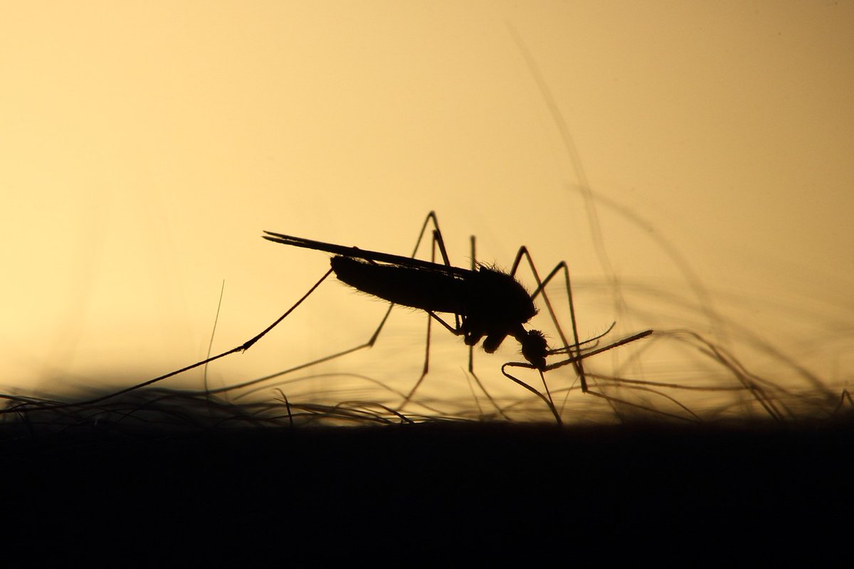 Oropouche virus disease (#OROV) imported to the EU for the first time: 19 cases of the zoonotic disease were reported, in people with travel history to Cuba and Brazil. ow.ly/NShS50SWXO9