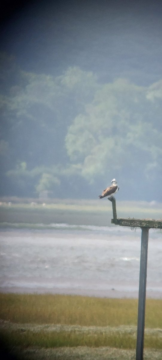 Osprey on the Osprey platform at Penclacwydd this morning. Hope it remembers the location.