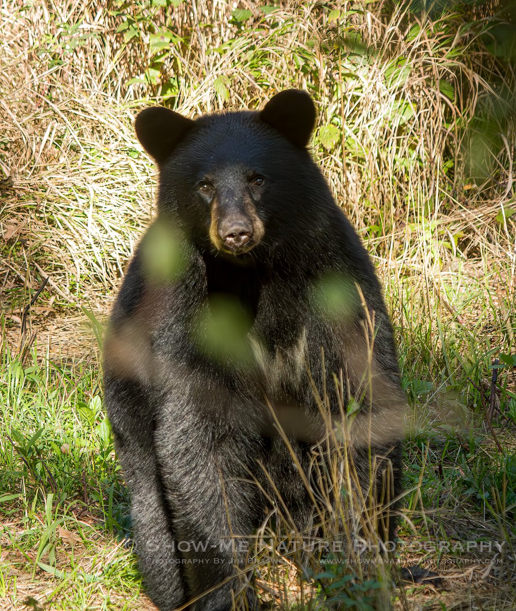 For Afternoon: "Minnesota Black Bear" tinyurl.com/2zd8x2wc #Minnesota #bear #nature_photography