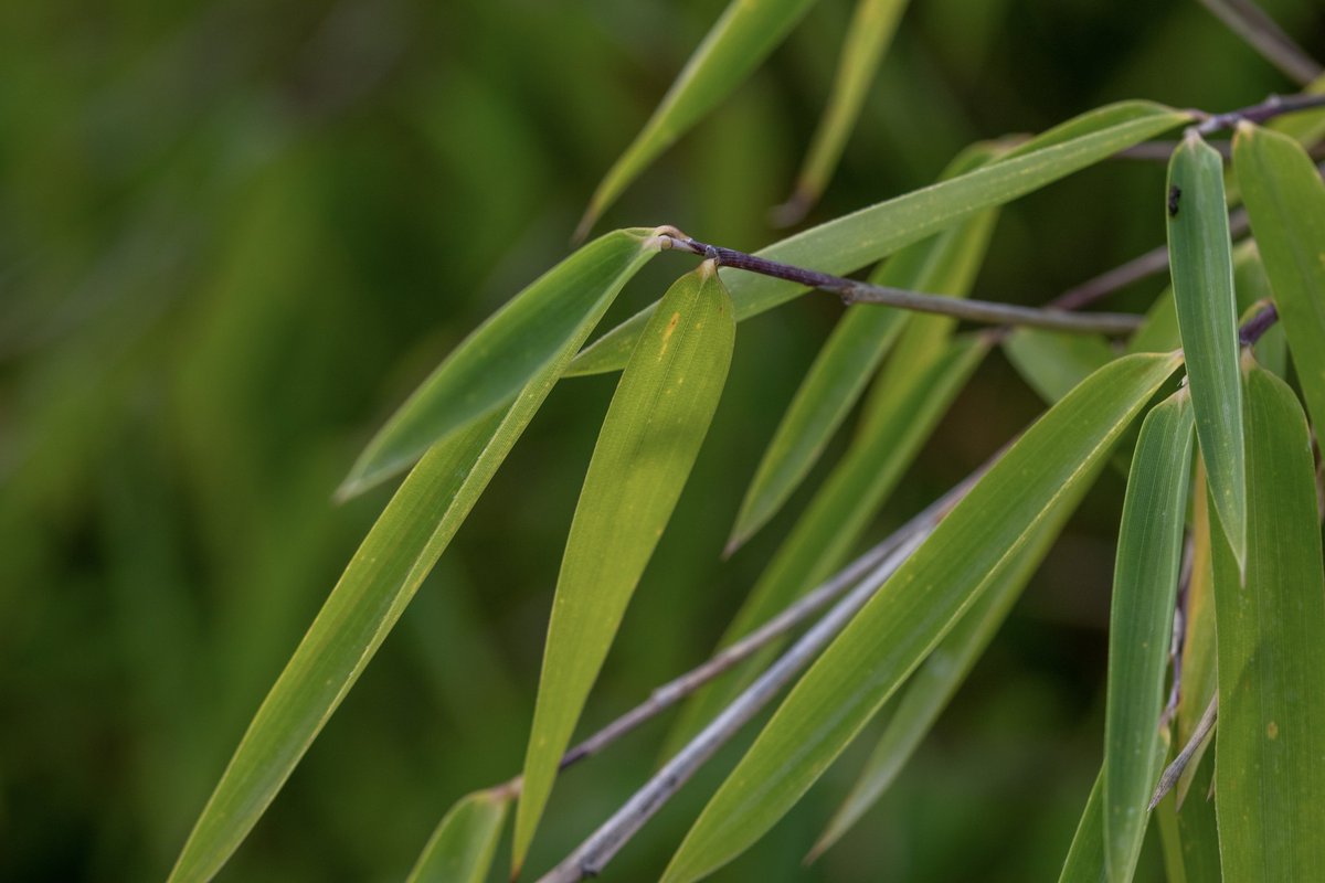 Some Poaceae from the Paris Museum garden 🌾🤗