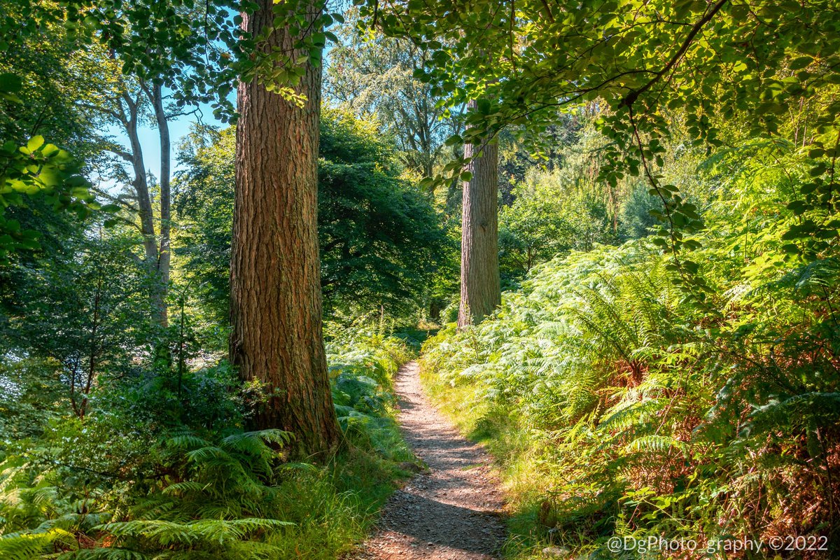 This is one of the most beautiful places on Earth. On a sunny day there aren’t many places I’d rather be 🙃. #treetrunktuesday #Ullswater #lakedistrict