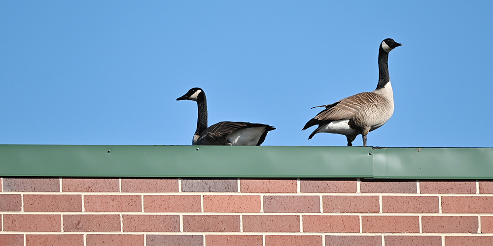 Wild Goose Chase tweet media