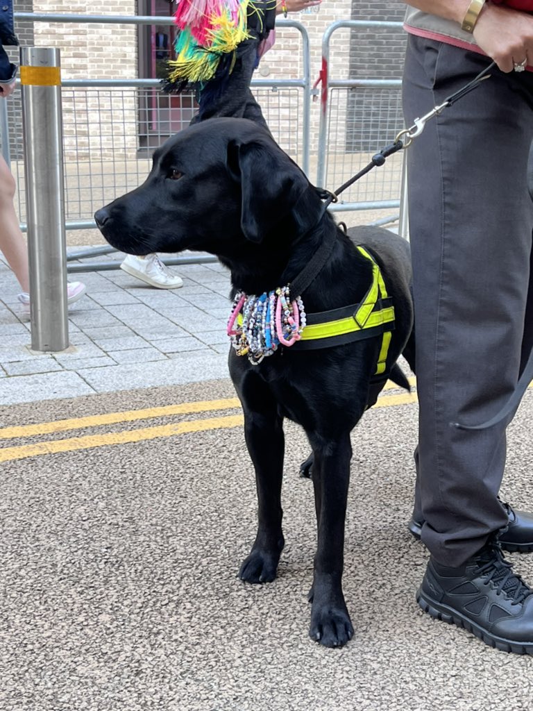 intheweeeds's tweet photo. I met this eras puppy and got to give him the perfect friendship bracelet I’m crying 😭🖤 #LondonTSTheErasTour #TSTheErasTour @taylornation13 https://t.co/4w7oHU3p38