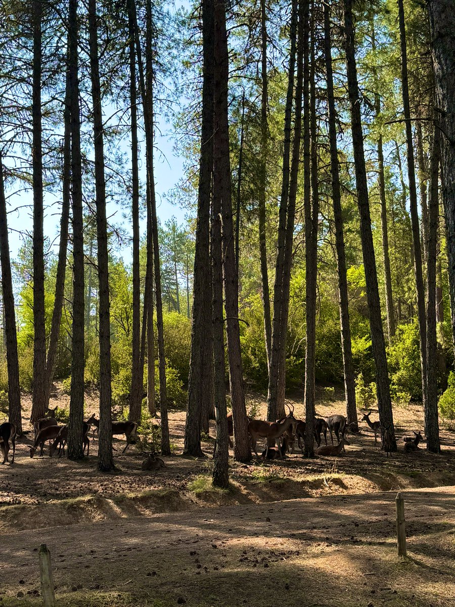 Jose Luis Atienza Ruiz tweet media