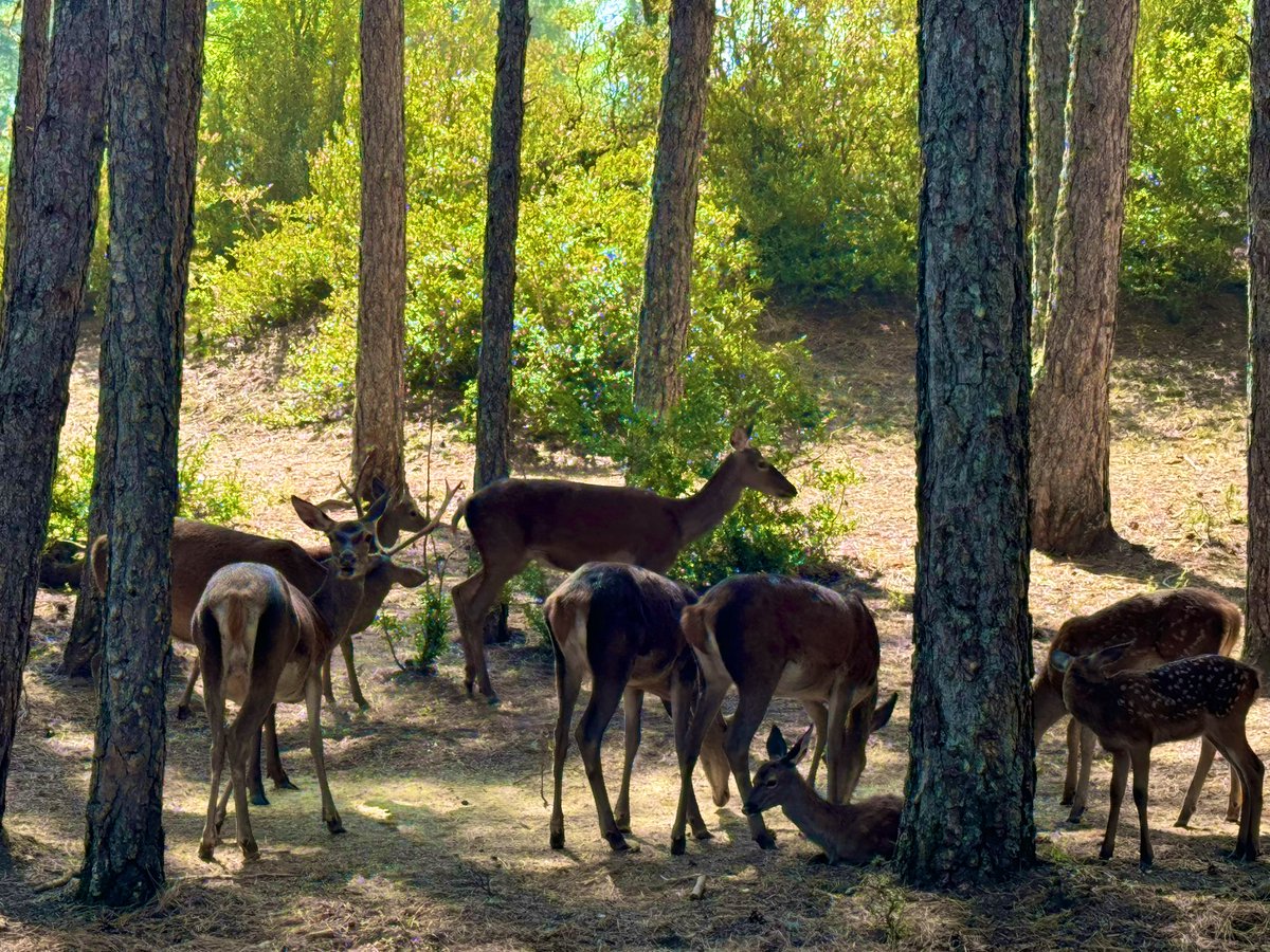 Jose Luis Atienza Ruiz tweet media