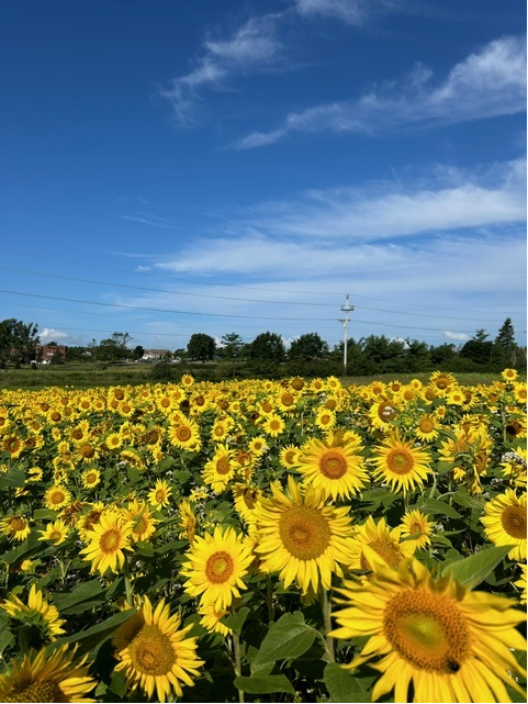 BrettvhAAFC's tweet image. These sunflowers are really enjoying the solar flower power today at our #Charlottetown Research and Development Centre. ☀️🌻 #PEIAg