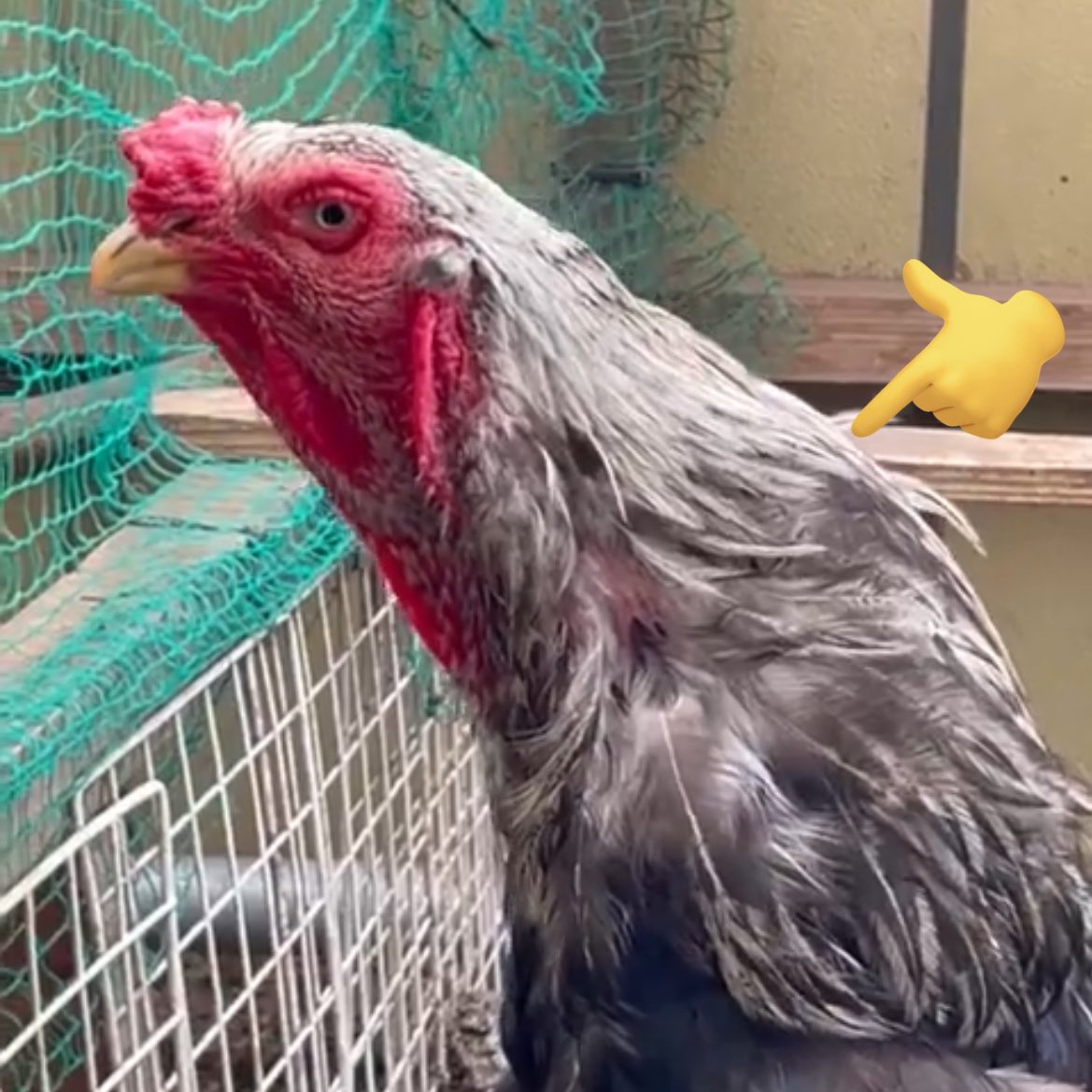 akita_koe's tweet image. 鳥・鶏好き界隈に伝わってほしい興味深い現象。夏から秋にかけて首まわりの毛が黒くなる。
#声良鶏 #長鳴鶏

←今（8月）・5月→