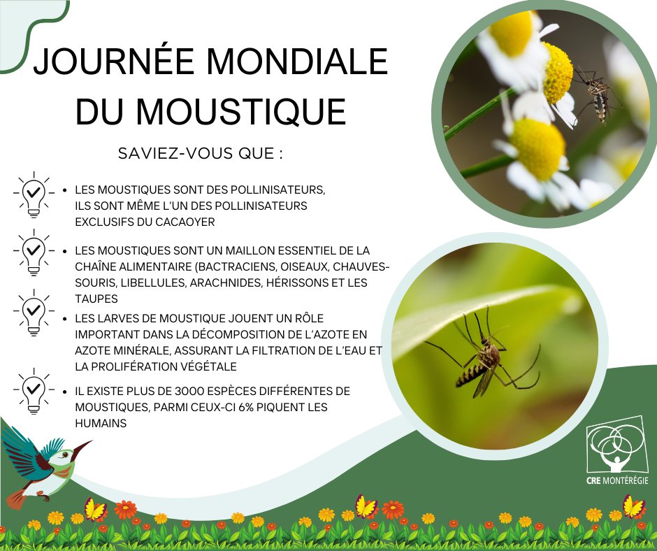 Journée mondiale du #moustique ! 🦟 Nous profitons de cette journée pour rappeler que, bien que difficile à croire, ces petits insectes ont leur utilité dans nos #écosystèmes.
#nature #biodiversité #insecte #pollinisateur