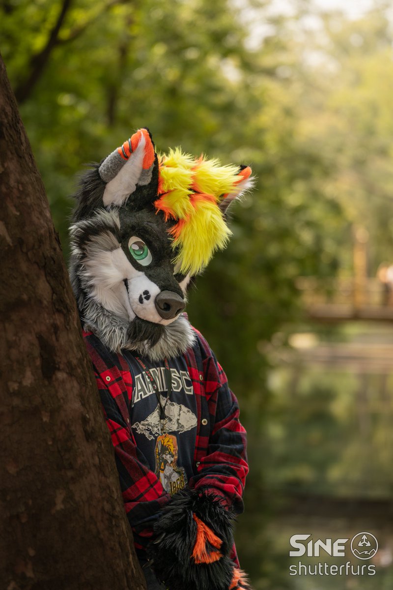 WolfJack75's tweet photo. Chilling under the tree looking at you
📸@SineTheWolf
✂️@RatNest13 https://t.co/AM35ByB58T