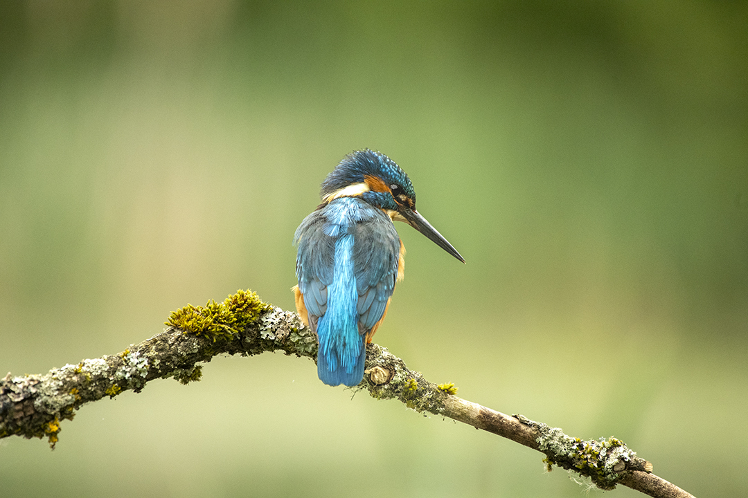 DavidAPlummer's tweet image. Course &amp;amp; Hide Availability Update - mailchi.mp/80005bee50b9/n…