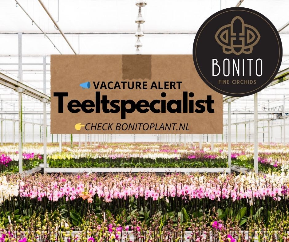 VACATURE ALERT📣 Ben jij onze nieuwe collega die de kneepjes van het teeltvak kent en jouw kennis wil inzetten en overdragen? Dan zijn we op zoek naar jou! Bekijk deze mooie teelt vacature op: 👉uwpartneringroei.nl/teelt-speciali… en solliciteer direct!   

#vacature #teelt #orchidee