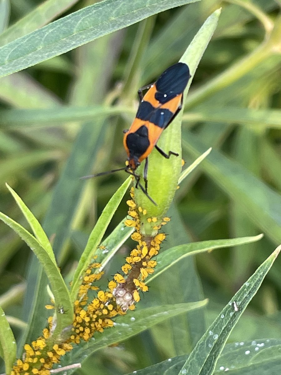 growplantsgrow's tweet photo. An ecosystem in one large container of milkweed on my deck. Pictured are milkweed bugs, which feed on the seeds, and the beautiful milkweed aphids. Also a host for Monarch caterpillars, ladybugs, hoverflies, and bumblebees. Natureβs treasure chest! π #InsectTuesday #MyGarden https://t.co/Wamc7VsENb