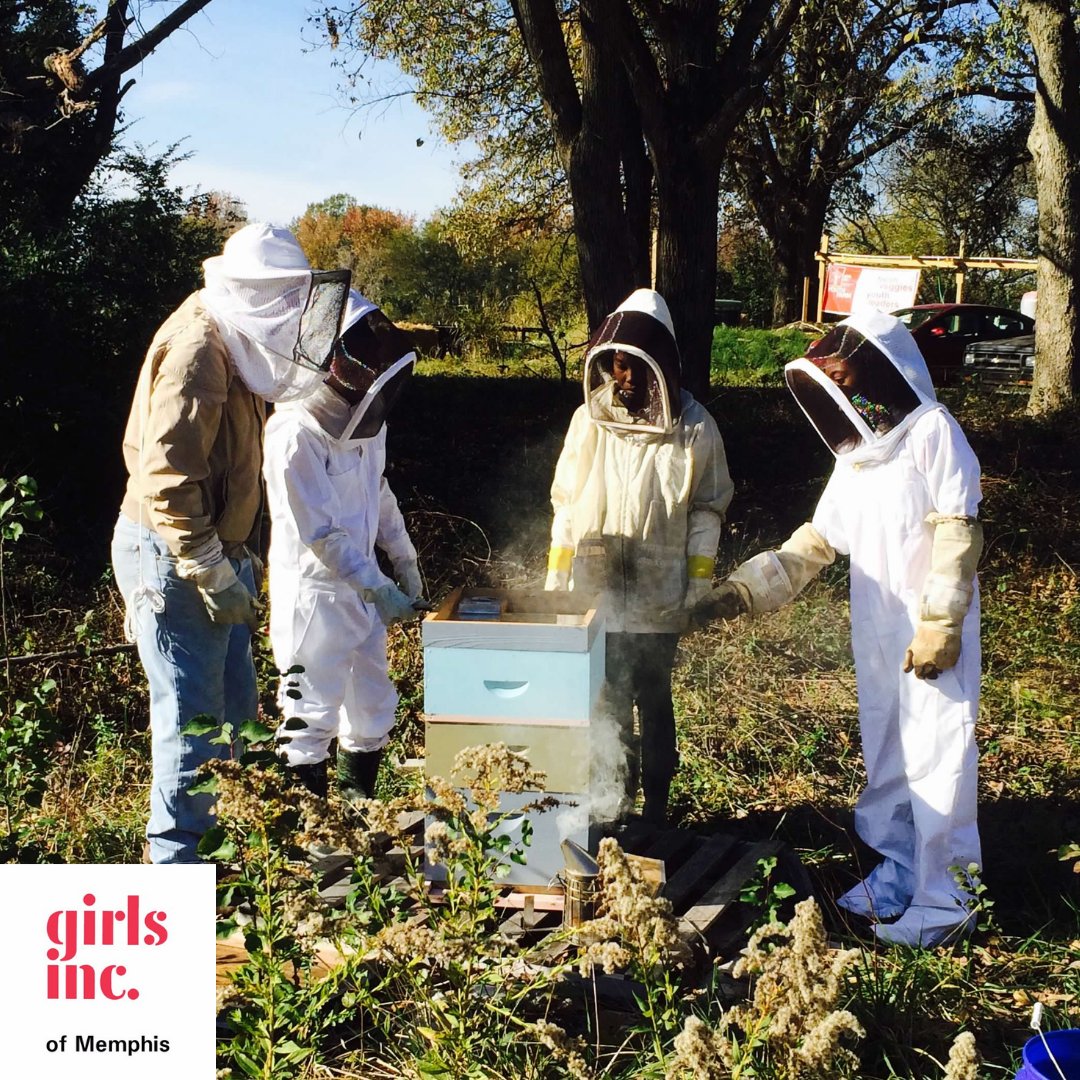 girls_memphis's tweet image. Help us revive our bee farm! 🐝 Your donation supports educating girls about bees and sustainable agriculture. 🌱 Every bit helps rebuild, maintain, and inspire a love for nature. 🍯💛 #BeeFarm #GirlsIncMemphis