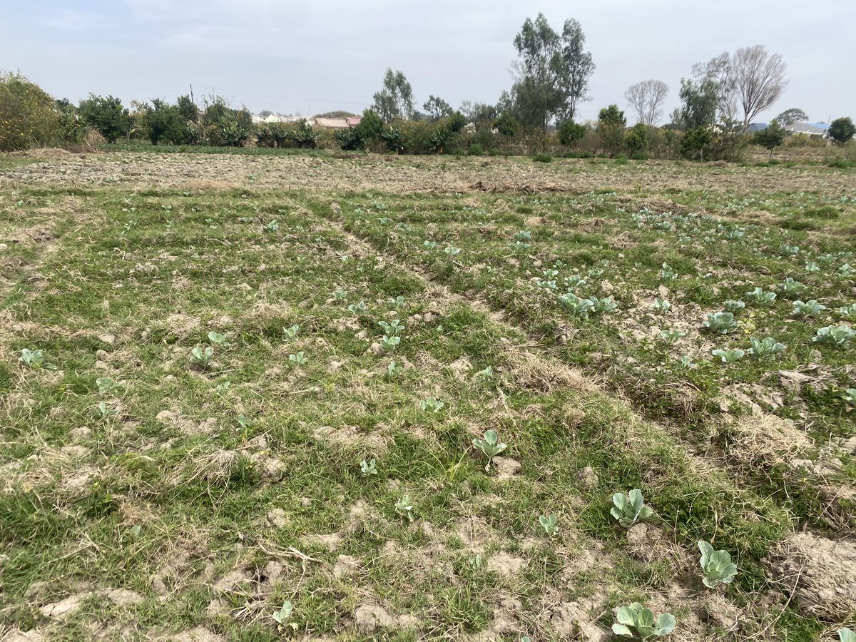 maxtangsan's tweet photo. @FinPlanKaluAja1 Into irrigation system of farming, but the amount of rainfall affected it this year https://t.co/DbDdBZGajK