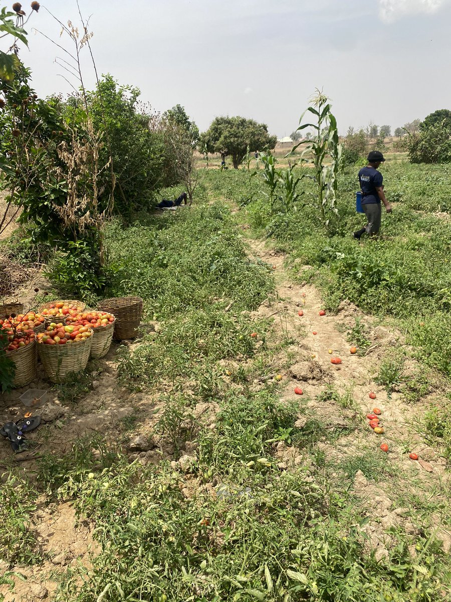 maxtangsan's tweet photo. @FinPlanKaluAja1 Into irrigation system of farming, but the amount of rainfall affected it this year https://t.co/DbDdBZGajK