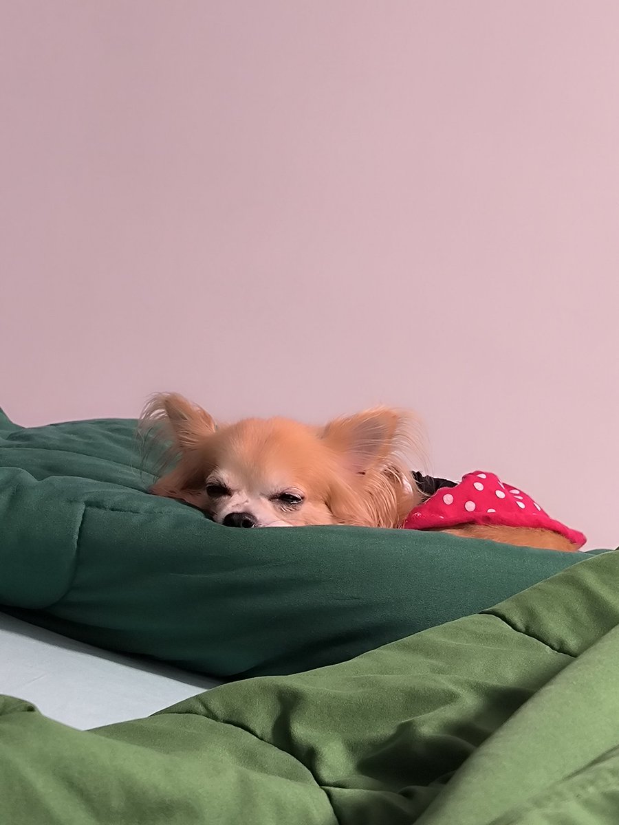 ngwillynn's tweet photo. 🐶 https://t.co/QZE5Drc4p5