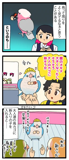 新入りちゃん、先輩インコちゃんに色々教わってるんだと思う🧐

1899 #えるポピの絵日記かくところ 