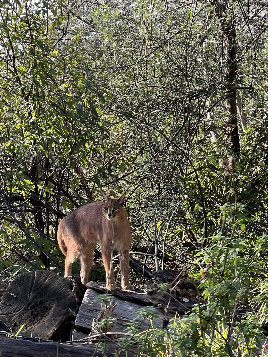 SANParks TMNP (@tablemountainnp) on Twitter photo A lucky sighting! 
Nicola Joan Nanda Gross spotted this beautiful caracal while enjoying her morning walk on the path from Newlands Forest toward the Blockhouse direction. Have you spotted this gorgeous creature around the park?  #SANParks #TableMountain #UrbanCaracal A lucky sighting! 
Nicola Joan Nanda Gross spotted this beautiful caracal while enjoying her morning walk on the path from Newlands Forest toward the Blockhouse direction. Have you spotted this gorgeous creature around the park?  #SANParks #TableMountain #UrbanCaracal