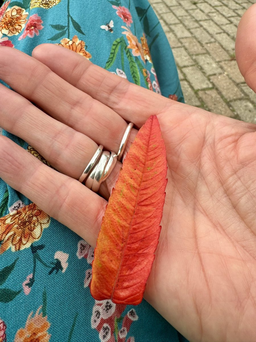 St Agnes Niki tweet media