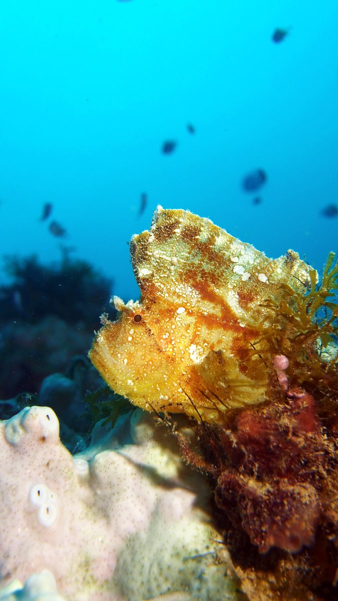 Discover the ocean’s tiny wonders

✨ Leaf scorpionfish are incredible creatures, masters of disguise found camouflaged among the coral reefs of Zanzibar. 

👌🏿🤿 Our local guides will show you the places to spot leaf scorpionfish! 

fundiverszanzibar.com 

<a href="/padi/">PADI</a> 
<a href="/DiveSafety/">DAN Southern Africa</a>