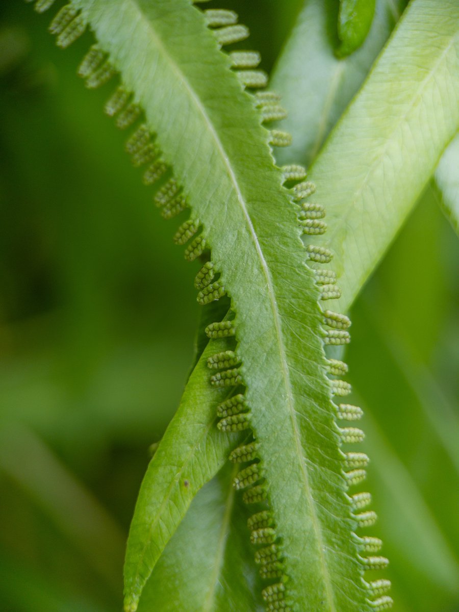 Botanical_'s tweet image. All tangled up: Unraveling #phylogenetics &amp;amp; reticulate evolution in the vining #ferns, Lygodium (Schizaeales)

New #AJB research by @ja_pelosi, Bethany Zumwalde, @westo_fernnerd, @ebsessa, et al.

doi.org/10.1002/ajb2.1… #botany #polyploidy @wileyplantsci @wileyplantsci