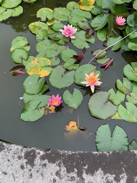 It's World Photography Week! To join the celebration, we asked staff to send in photos for this year's theme of 'An Entire Day'. Adrian, one of our Field Force Investigators, sent in these lovely photos from his stroll through Battersea Park. Thanks, Adrian! #WorldPhotographyDay