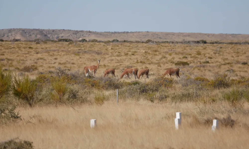 Genneia y Satellites On Fire en alianza para proteger el medio ambiente y la biodiversida futurosustentable.com.ar/?p=80211 
<a href="/SatsOnFire/">Satellites on Fire</a>