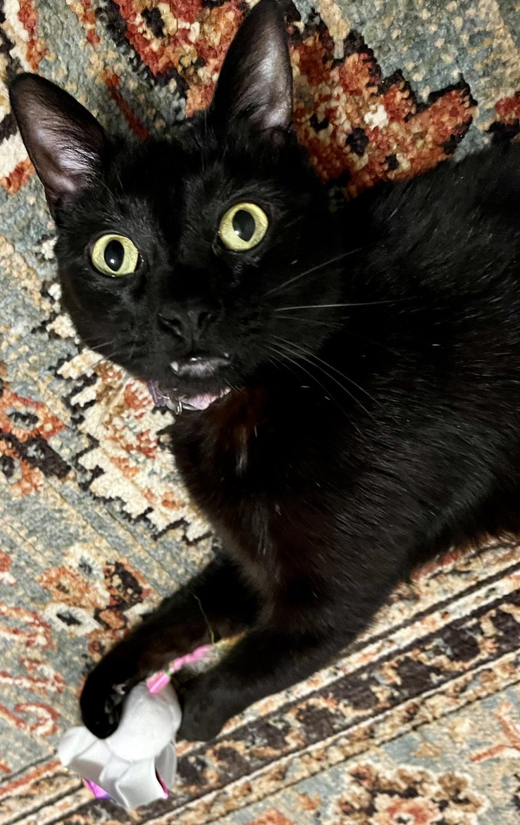 Though Halloween is more than two months away, Nigel T. Cat is working on his fanged look. 🐈‍⬛🧡🖤