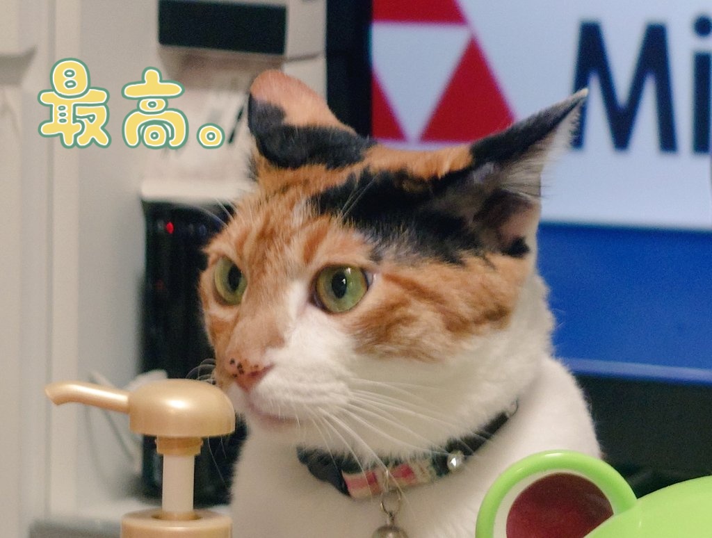 Fla_ky's tweet photo. いい匂いだにゃん
#ねこ https://t.co/nVxim64qgo