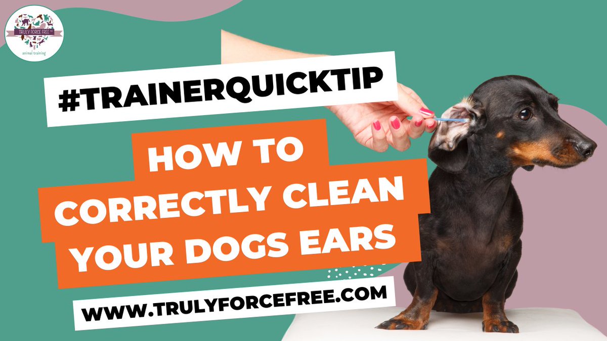 forcefree_pets's tweet image. 🐶👂🏼🛁#trainerquicktip How To Correctly Clean Your Dogs Ears!

Make cleaning your dog's ears positive! 
👀youtu.be/zhjDeX3bRRY