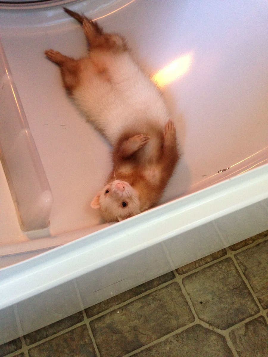 AceCaga's tweet photo. @Lumetric HAHA POCKET FERRET GO!

*runs away gremlin style https://t.co/9e8qOLyfBA