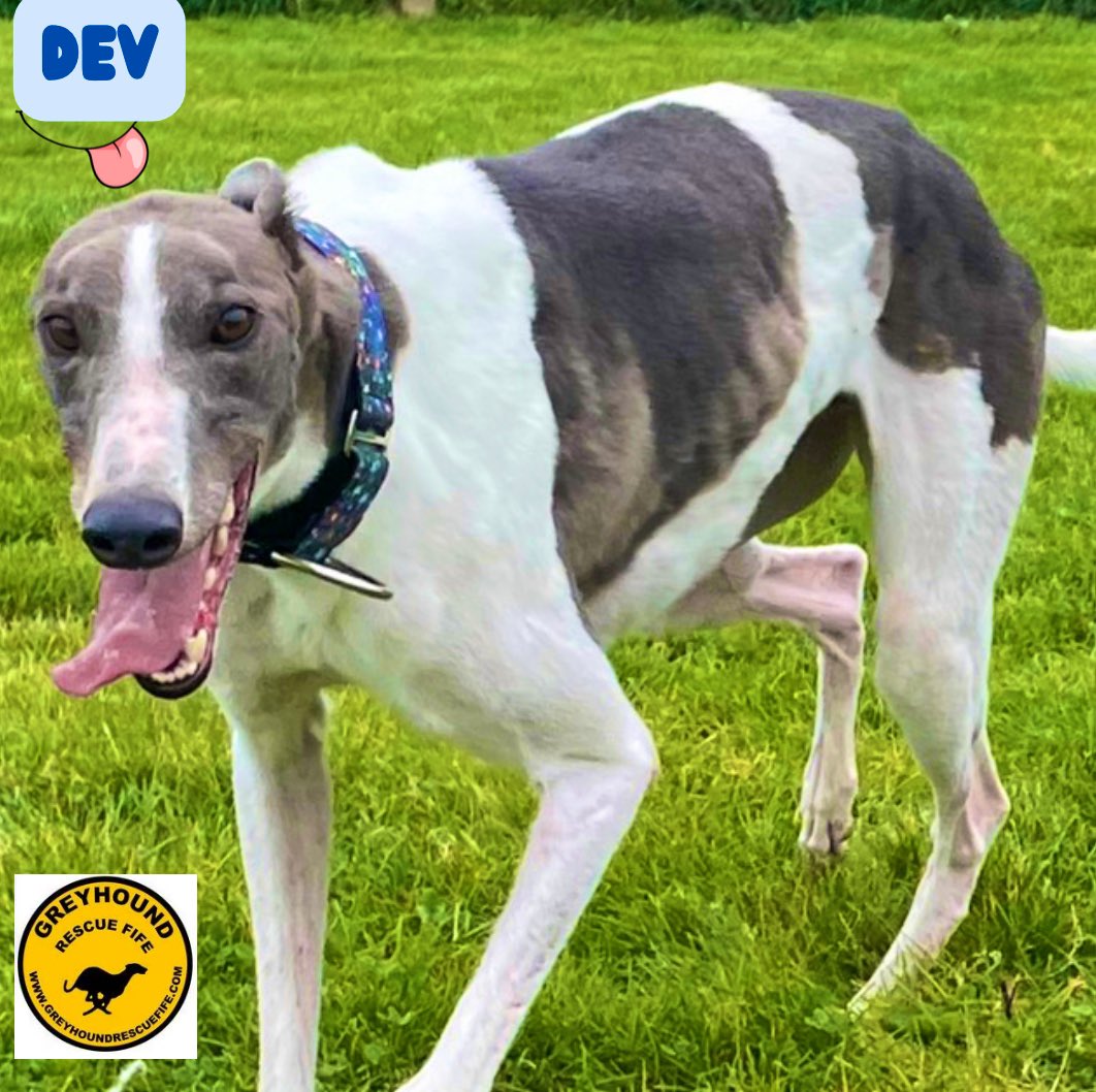 GreyhoundRFife's tweet photo. It’s happy go lucky, #BlueMoo Dev on #TonguesOutTuesday A playful lad who loves zoomies in the run. Friendly with ppl &amp; hounds. He’s a good walker &amp; ready to start his best life. More updates soon #AdoptDontShop #foreverhome #GreyhoundsMakeGreatPets #rehomehour Please share🏴󠁧󠁢󠁳󠁣󠁴󠁿🙏🏽🐾 https://t.co/m4bKUNWssd