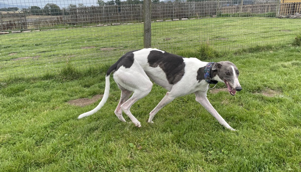 GreyhoundRFife's tweet photo. It’s happy go lucky, #BlueMoo Dev on #TonguesOutTuesday A playful lad who loves zoomies in the run. Friendly with ppl &amp; hounds. He’s a good walker &amp; ready to start his best life. More updates soon #AdoptDontShop #foreverhome #GreyhoundsMakeGreatPets #rehomehour Please share🏴󠁧󠁢󠁳󠁣󠁴󠁿🙏🏽🐾 https://t.co/m4bKUNWssd